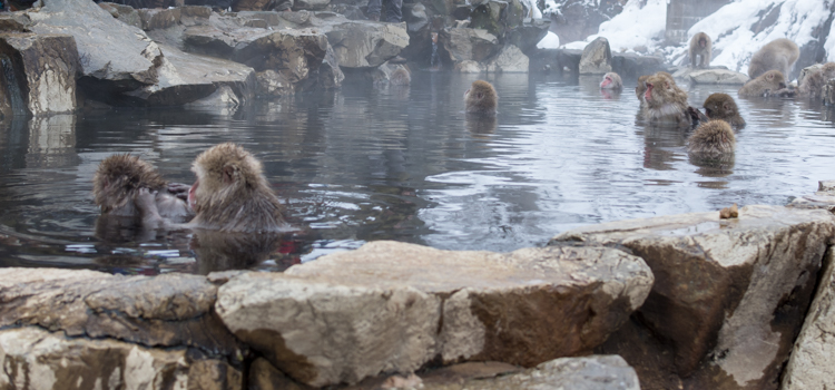 Japan 2017/18 Day 10: Snow Monkeys and Matsumoto