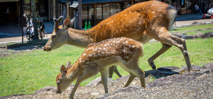 Visiting the deer fawn