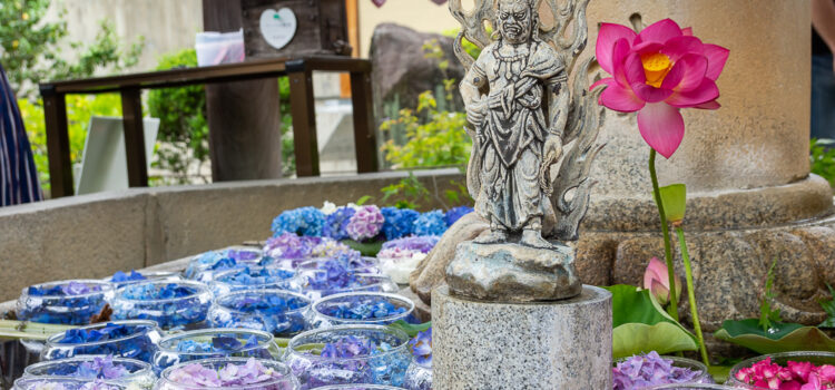 Mimuroto Temple hydrangea garden